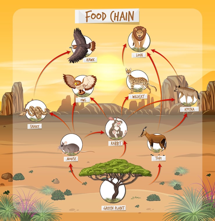 Desert food web diagram showing producers, consumers, and decomposers.